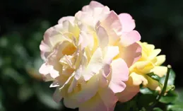 深度走心的句子，讀它是禪，悟它便是生活