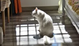 養貓超過10年後，你和普通人就不一樣，別不信！