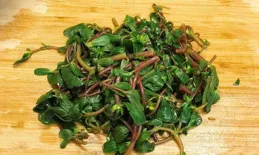 祛濕開胃有一寶，中藥佩蘭真不錯！