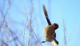 寓意深遠的精靈——太平鳥