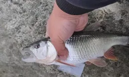 遼寧男子釣到巨型馬口魚，一只手都握不住！網友：這馬口成精啦！