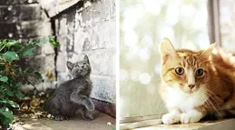 假如我是一只貓