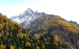 阿壩州四姑娘山長坪溝秋景太美了，半山彩林半山雪，景色不輸新疆