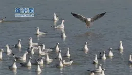 原創歌詞：紅嘴鷗