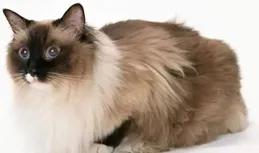 我想讓我的健康寵物貓安樂死，但我的理由是對的嗎？