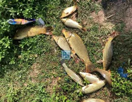 同一條河流釣鯉魚，為什麽我能比別人多？秘訣在這3點