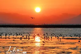 江蘇連雲港：海州灣畔鳥兒歡