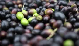 一顆油橄欖 萬裏同豐收