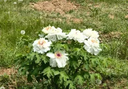 關於選用中國移動中國電信中國聯通互聯網的市場詢價公告