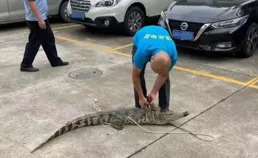 對台灣戰略的「甕中提鱉」有兩層含義，大家一定要深刻理解。