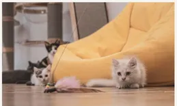 貓姑娘的美好生活