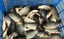 「四大淡水魚」吃餌特性曝光，掌握後，你也是釣魚高手