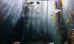 魚缸水如何調節酸堿度？