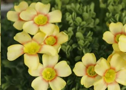 特「怕冷」的9種花，抓緊搬進室內吧，當心凍成「光桿司令」