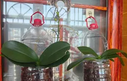 重慶一小女孩，用礦泉水瓶養蝴蝶蘭，網友：太有創意，是個人才