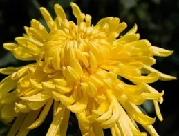 菊花養在家裏不吉利？沒有這一說，只要喜歡，啥花都能養！