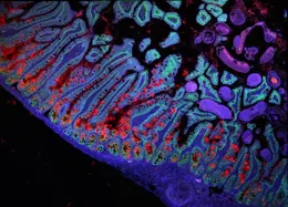 人類已知型別細胞圖譜草圖繪成