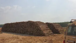 重磅！非洲這國宣布恢復木材出口！