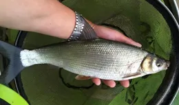 冬季如何垂釣黃尾鯝