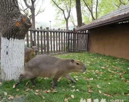巴西有好多水豚，也叫卡皮巴拉，這種動物原產地在南美洲