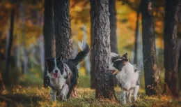 為什麽迷路的狗狗能找到回家的路？