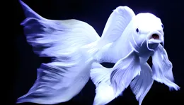 蝴蝶鯉和龍魚能一起養嗎