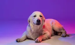 寵物投毒事件頻發：背後的隱憂與思考