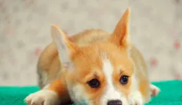 帶著狗旅行的生活如何？