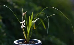 陽台有空地，這款「頂級」蘭花別錯過，不僅養護簡單，還很香甜