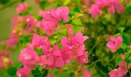 三角梅種植用土指南：讓你的三角梅開花更多