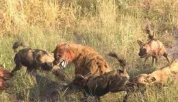 鬣狗群大戰雄獅：拯救落入獅口的同伴