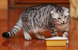 【窮人逆襲指南：從貓的智慧中汲取力量】