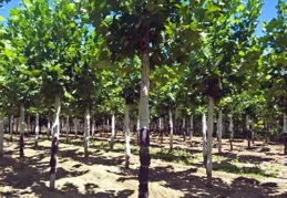 英桐、法桐、美桐，二球懸鈴木、三球懸鈴木、一球懸鈴木