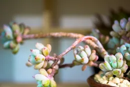 千萬豪宅夾層萬只蛆，蘇州豪宅為何引謠言？