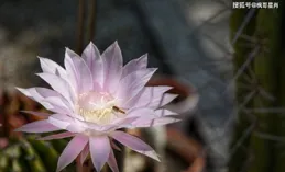 遼寧一夫妻曬出169㎡新家，進門才知道什麽是大氣，客廳是亮點