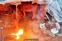 牛媽媽護幼崽舍身擋火，目擊者感嘆：跨越物種母愛詮釋生命真諦！