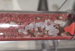 糖幾乎不揮發，螞蟻、蚊子和蒼蠅是如何定位到糖和糖水的？