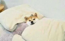 如何評價吳磊、張子楓主演的電影【盛夏未來】？