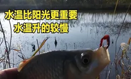野釣鯽魚的秘密！春夏秋冬釣法全攻略，不再只釣底！