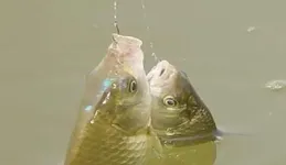 餌料加雞蛋，釣魚口不斷！這2種蛋黃開餌方法，試過的釣友都說好