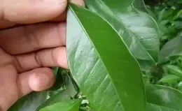 手足無措！柑橘樹脂砂皮病太猖獗！一文告訴你怎麽做