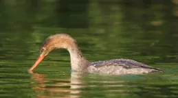 可可愛愛！被這只紅胸秋沙鴨萌到了