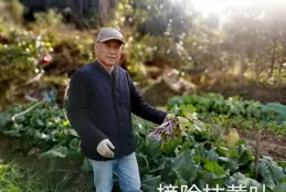 青青三園2024（134）小菜園大雪前做好四件事松土施肥修剪和采摘