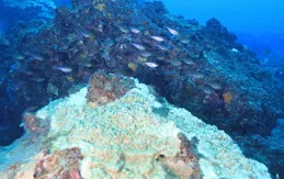 年度記憶·沸騰的海洋②｜珊瑚白化危機：海底的「褪色警告」