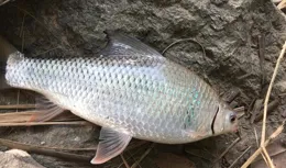 冬季釣土鯪的4個小技巧，偶爾也能釣很多