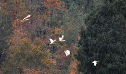 七只朱鹮現身廣元青川，系首次記錄到大規模群體活動