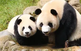 福寶的爺爺搬家啦，聽說大熊貓草草、陽陽、郡主也搬到綿陽去了！