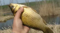 天氣轉涼降溫後，鯽魚應該怎麽釣？這幾個重點要了解