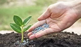 不同肥料用後幾天能見效？各自肥效期有多長？什麽肥料肥力好