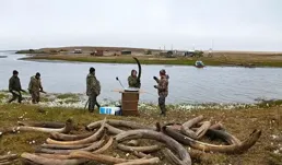 世紀騙局？猛獁象牙都是這種樹樁子仿造的嗎